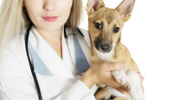 Porque o Cachorro treme a boca e o focinho?