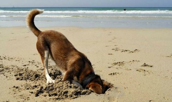 Porque o cães arranham e cavam o chão?