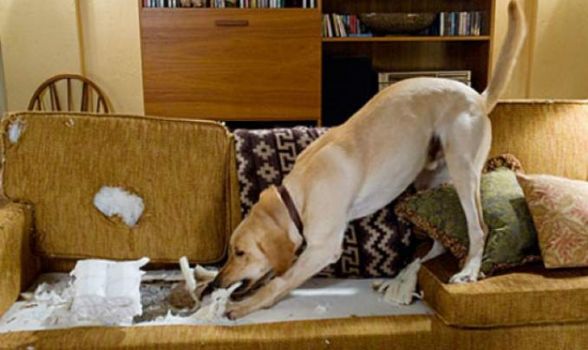 Como fazer repelente natural para cachorro? 